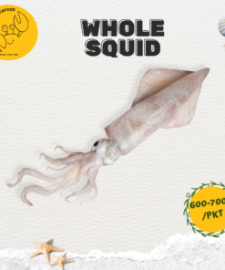 Whole Squid 整条苏东 (600g-700g/pkt)