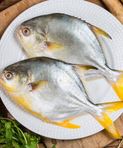 Golden Pomfret 金鲳 (Precut 400g-500g/pc)