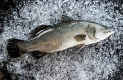 Seabass  金目鲈 (After-cut 450g-500g/pc)