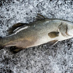 Seabass  金目鲈 (After-cut 450g-500g/pc)