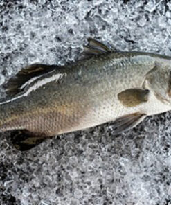 Seabass  金目鲈 (Aftercut 600g-700g/pc)