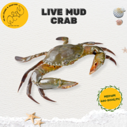 Medium Live Mud Crab 中螃蟹 (400g-500g/pc)