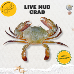Alternative view of Large Live Mud Crab 大螃蟹 (500g-650g/pc)