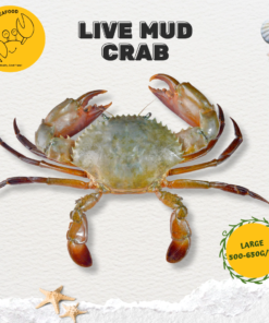 Alternative view of Large Live Mud Crab 大螃蟹 (500g-650g/pc)