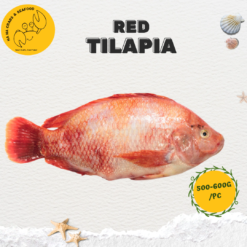 Red Tilapia 尼罗红 (500g-600g/pc)