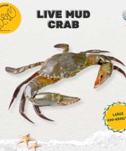 Large Live Mud Crab 大螃蟹 (500g-650g/pc)