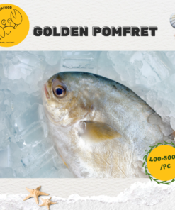 Alternative view of Golden Pomfret 金鲳 (Precut 400g-500g/pc)