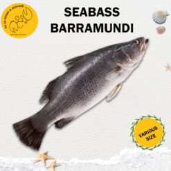 Seabass  金目鲈 (After-cut 450g-500g/pc)