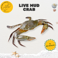 Alternative view of XL Live Mud Crab 超大螃蟹 (650g-800g/pc)