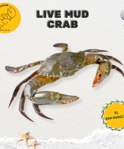 Alternative view of XL Live Mud Crab 超大螃蟹 (650g-800g/pc)
