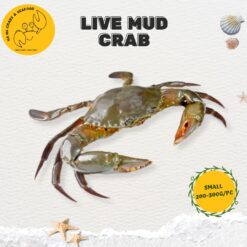 Small Live Mud Crab (200g-300g/pc)