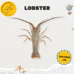 LOBSTER 龙虾 (1-1.2KG/PKT), (3-4 PCS/PKT)