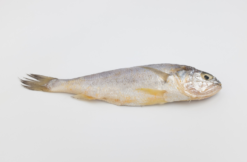 YELLOW CROAKER, FRESH FROZEN, PRE-CUT ≈500G/PC 黄花鱼