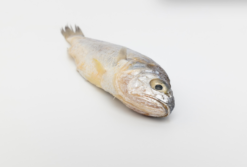 Alternative view of YELLOW CROAKER, FRESH FROZEN, PRE-CUT ≈500G/PC 黄花鱼