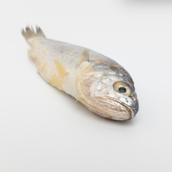Alternative view of YELLOW CROAKER, FRESH FROZEN, PRE-CUT ≈500G/PC 黄花鱼