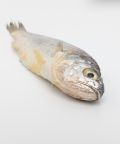 Alternative view of YELLOW CROAKER, FRESH FROZEN, PRE-CUT ≈500G/PC 黄花鱼